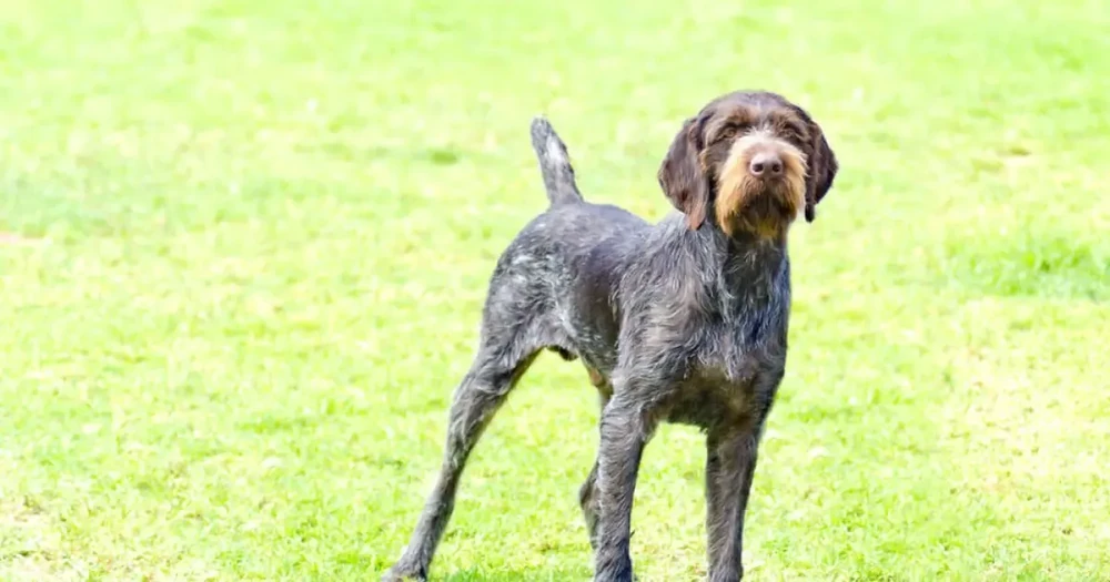 German Roughhaired Pointer head with wiry facial hair