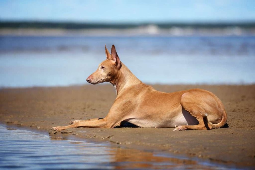Pharaoh Hound standing side on showing short coat