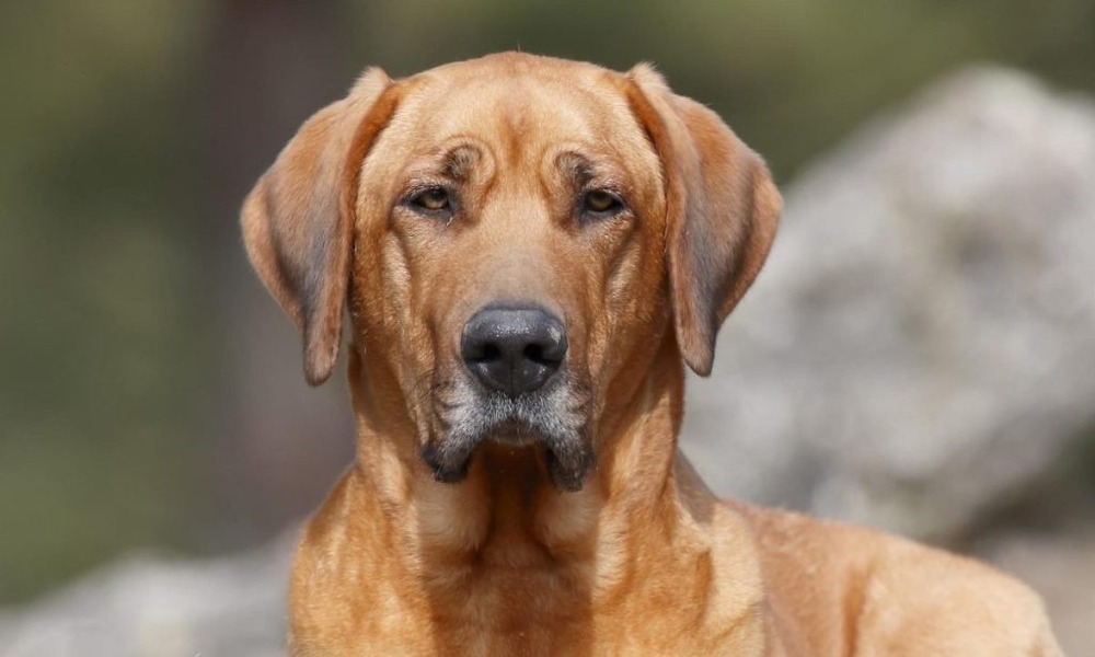 Broholmer sitting calmly near owner