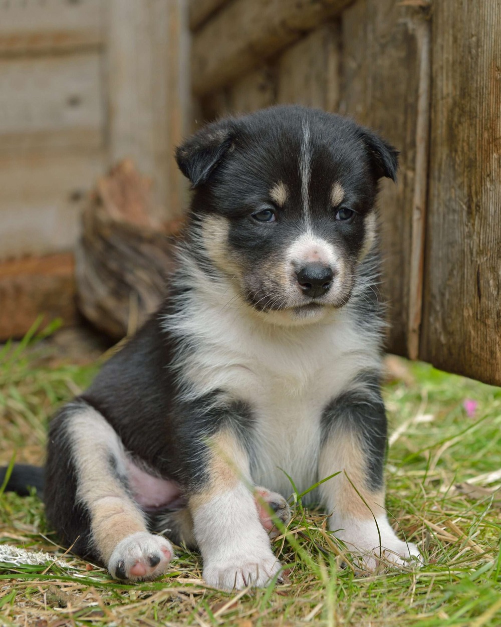Close view of Finnish Lapphund fluffy coat