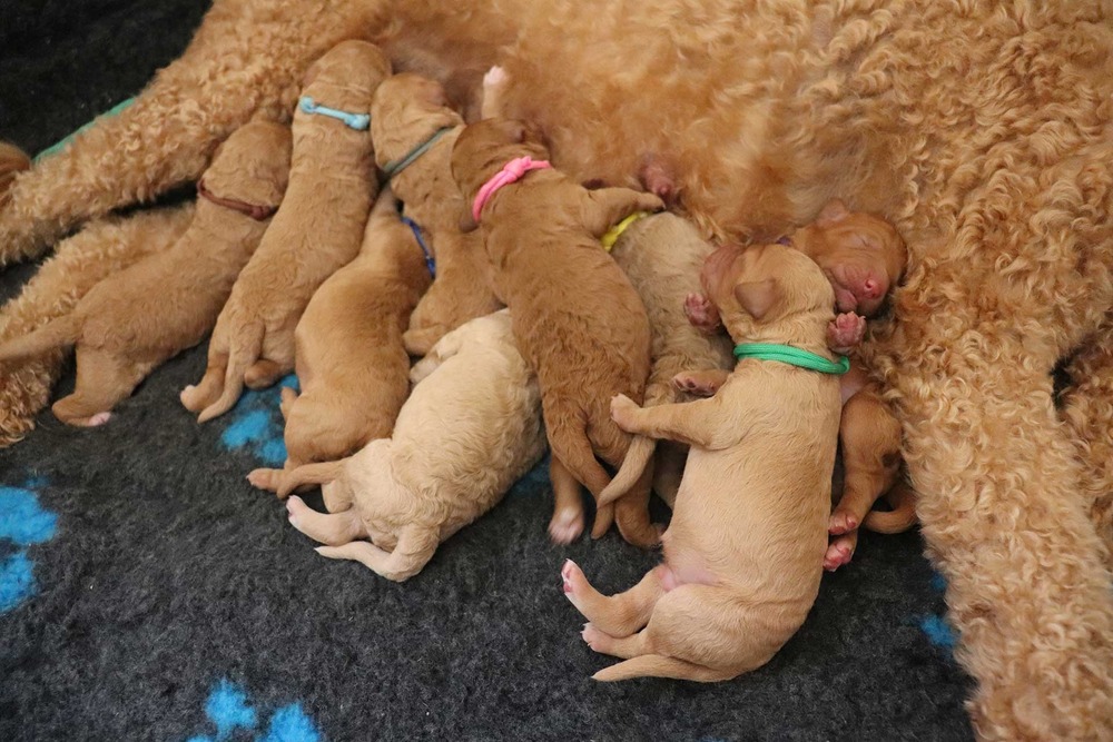 Labradoodle on a lead during a walk