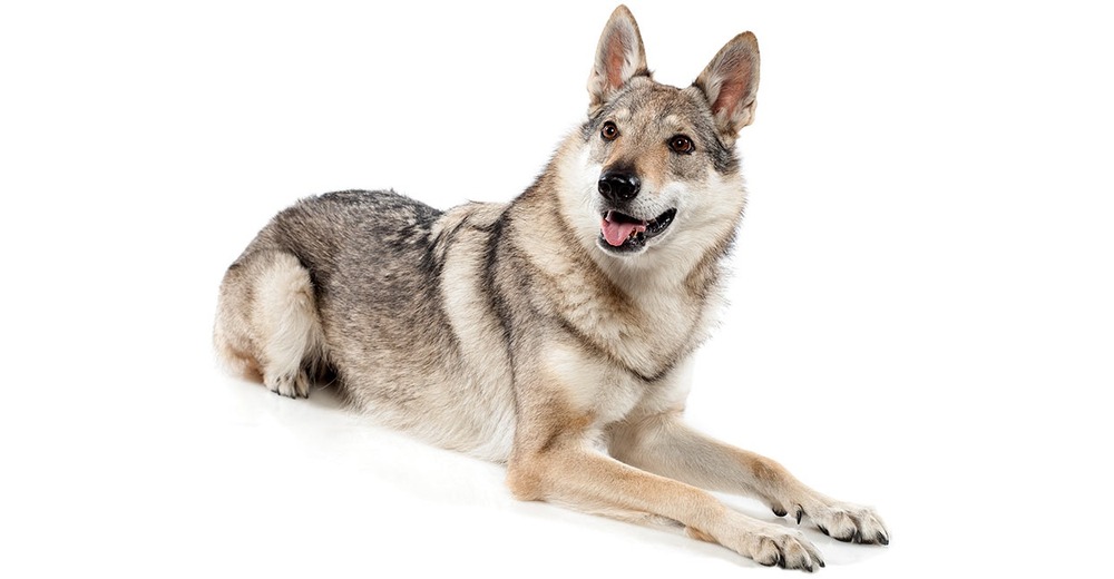 Czechoslovakian Wolfdog walking beside handler
