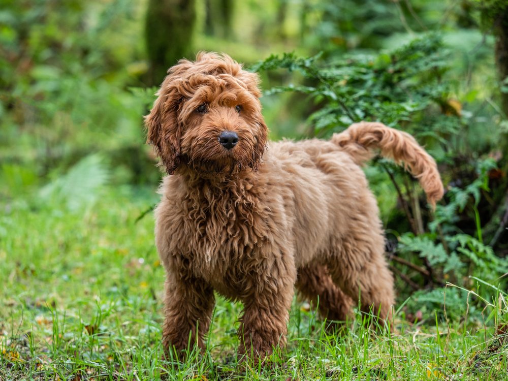 Cockapoo close-up portrait