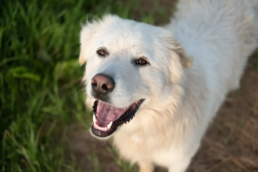 Romanian Mioritic Shepherd Dog looking alert