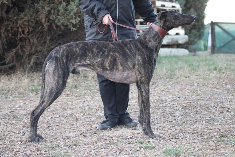 Magyar Agar close up of head and shoulders
