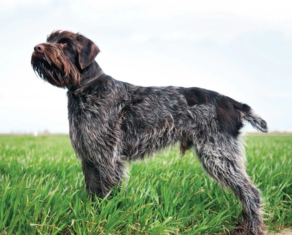Wire-haired Pointing Griffon moving through grass