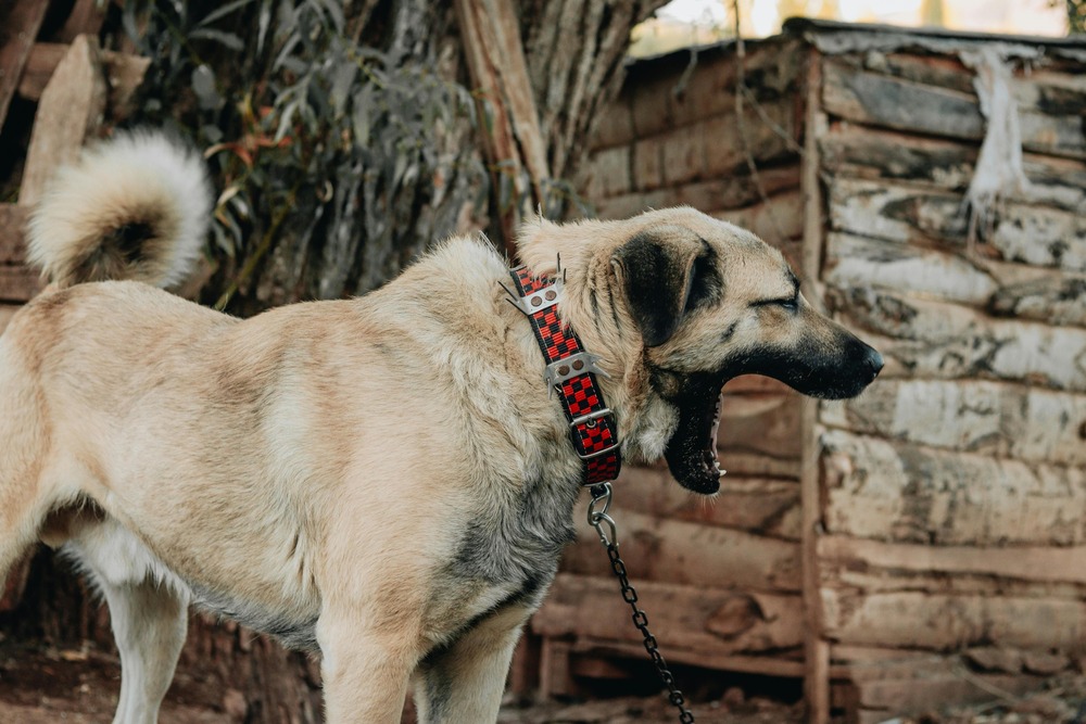 Kangal shepherd dog in profile