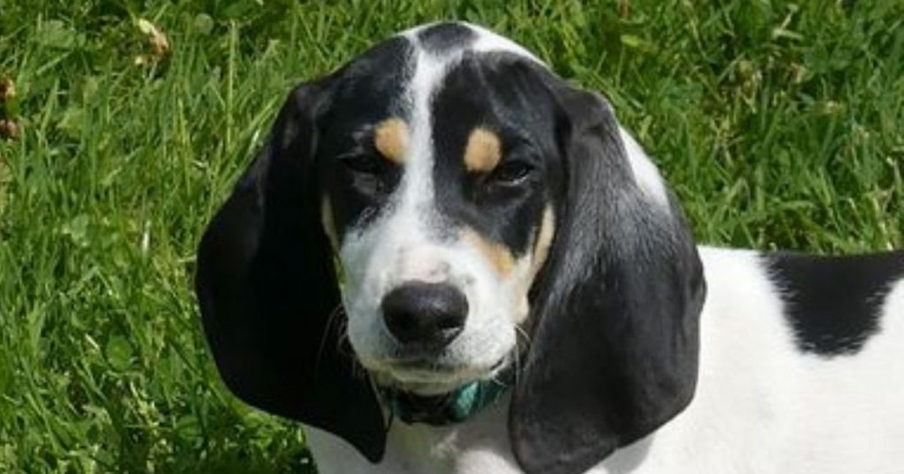 Ariegeois hound resting calmly