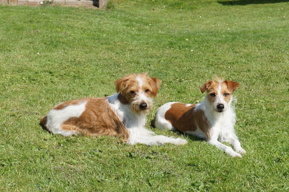 Kromfohrlaender walking on lead