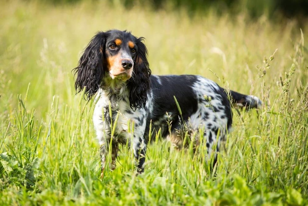 Russian Spaniel walking on grass