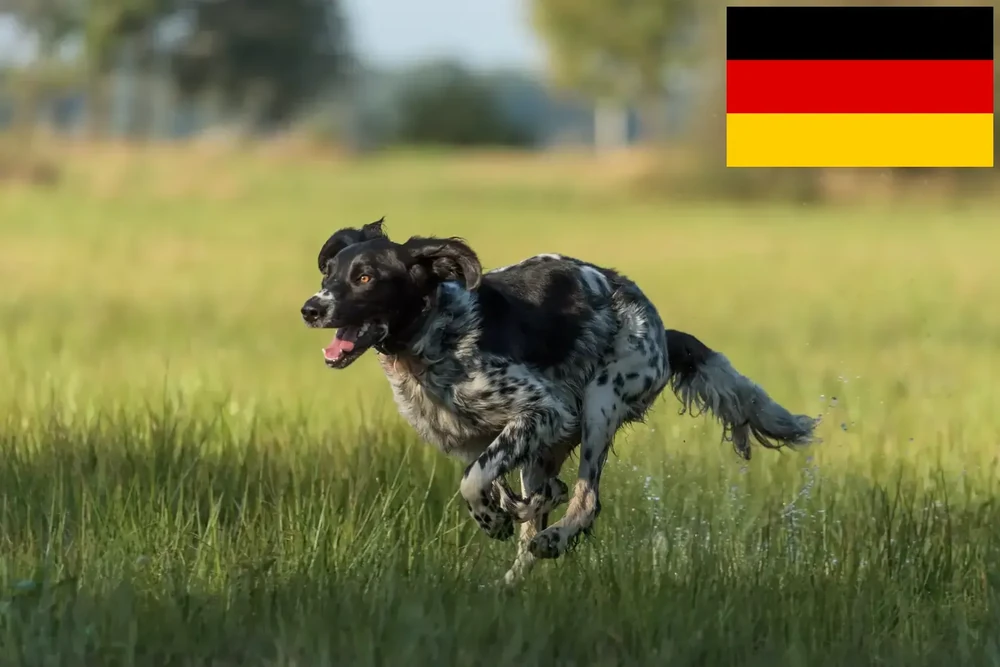 Close view of Large Munsterlander coat pattern