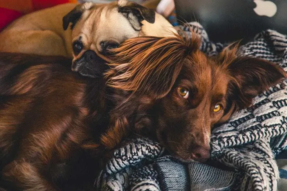Dog standing outdoors with alert posture