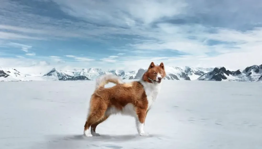 Canadian Eskimo Dog in bright outdoor light