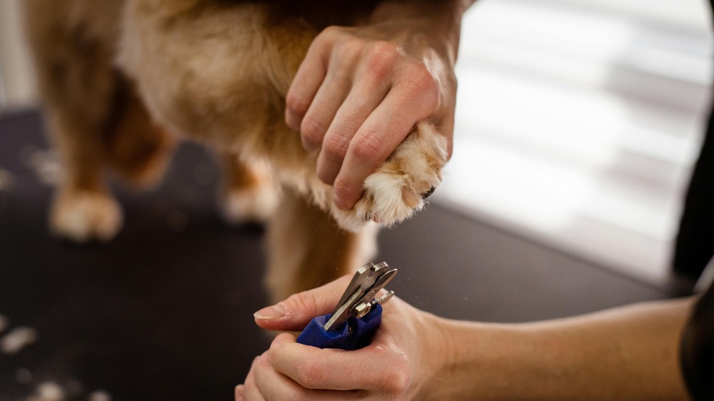 Grand Anglo-Français Tricolore tricolour coat and long ears