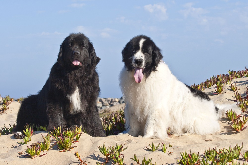 Newfoundland dog standing outdoors