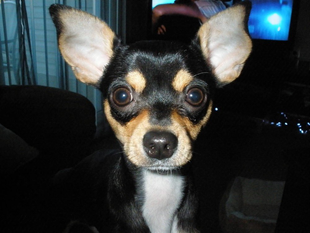 Chihuahua outdoors in daylight