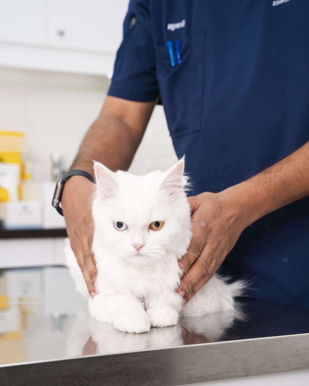 Veterinarian reviewing results on a clipboard