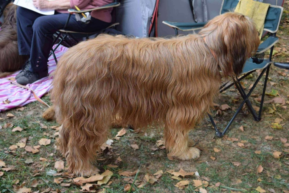 Briard sitting with long wavy coat