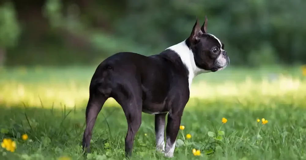 Boston Terrier walking on lead outdoors