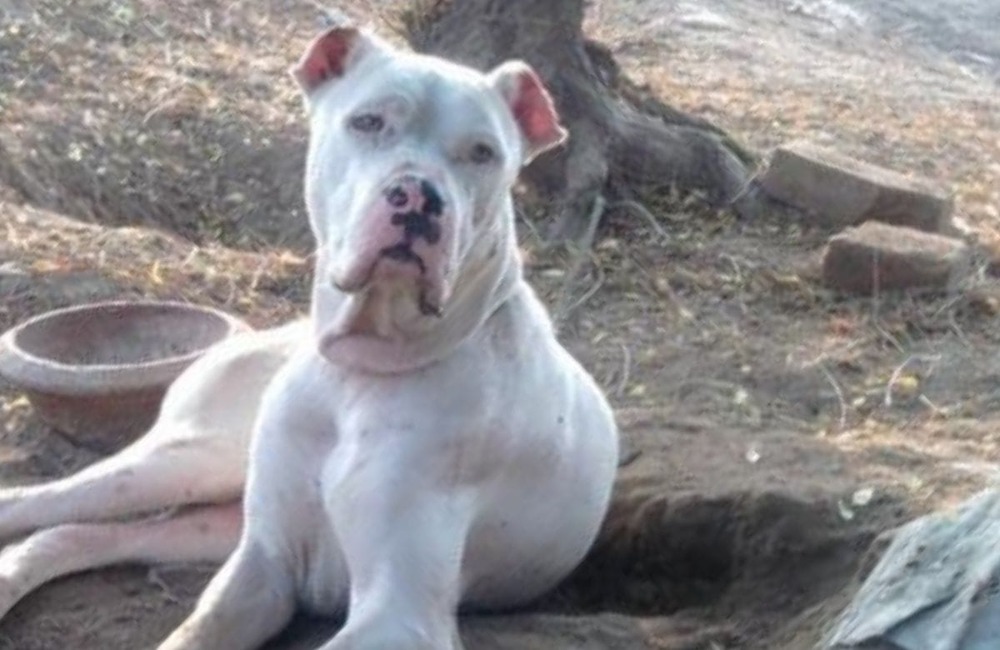 Close view of a Bully Kutta head and shoulders