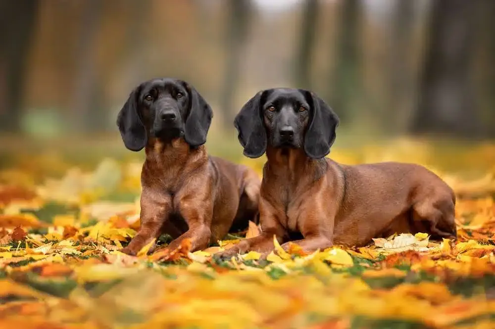 Bavarian Mountain Hound walking on lead in nature
