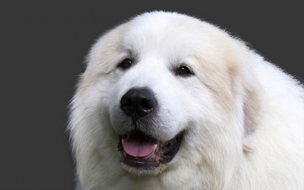 Great Pyrenees looking alert