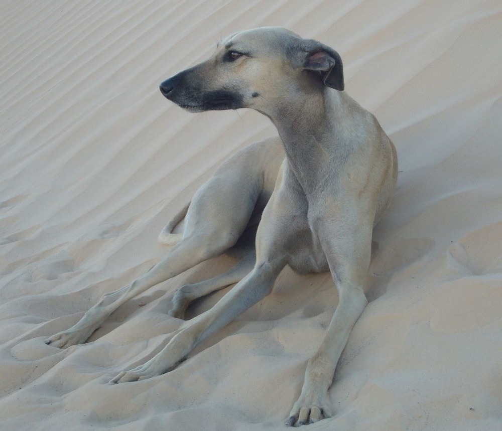 Sloughi running in an open field