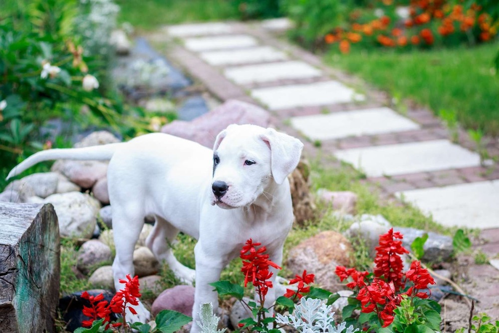 Dogo Sardesco sitting in a rural setting