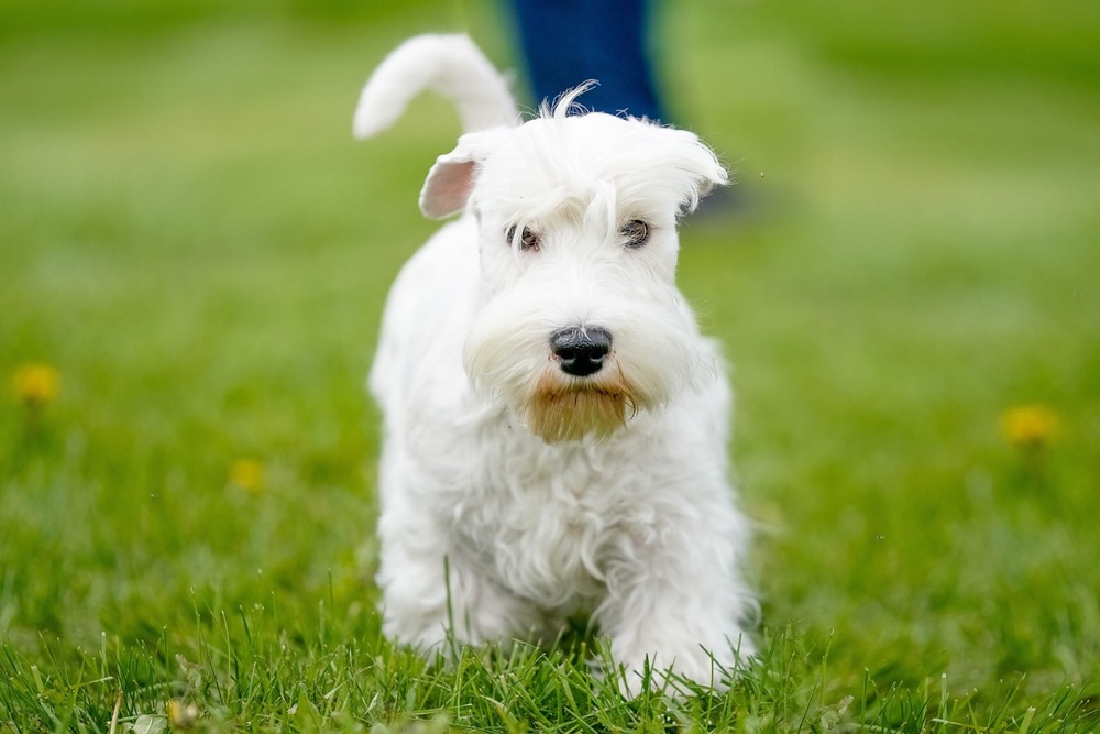 Sealyham Terrier resting calmly