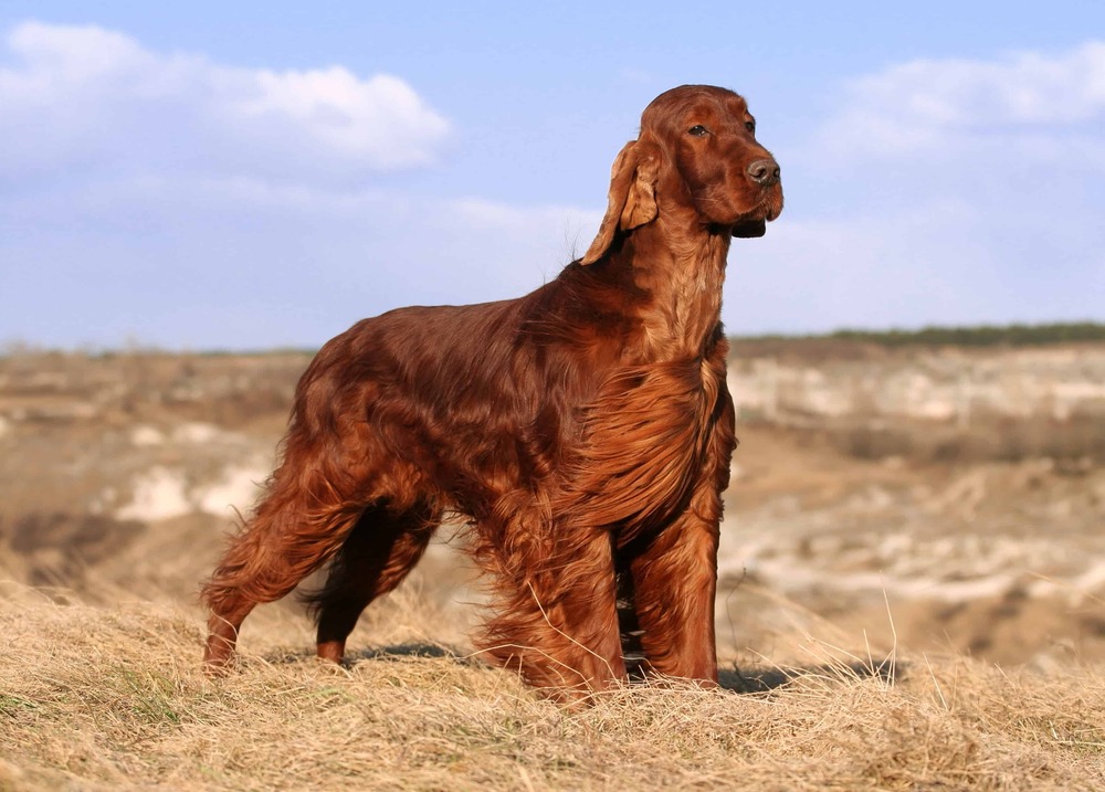 Irish Setter close-up showing rich red coat and feathering