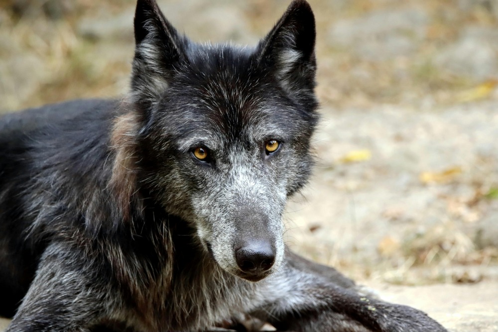 Czechoslovakian Wolfdog coat texture close up