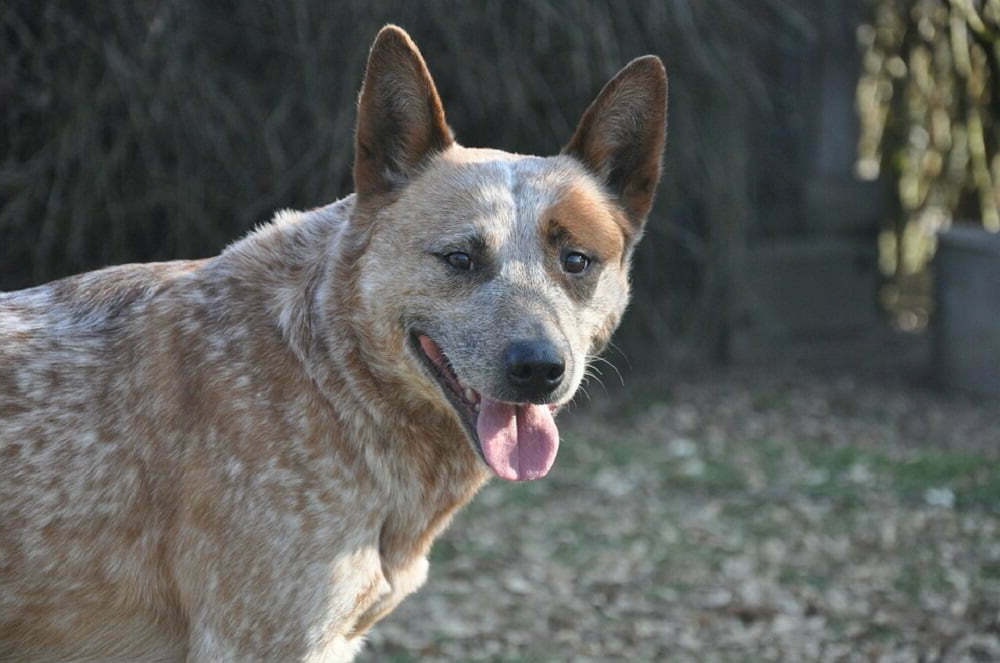 Australian Cattle Dog resting indoors