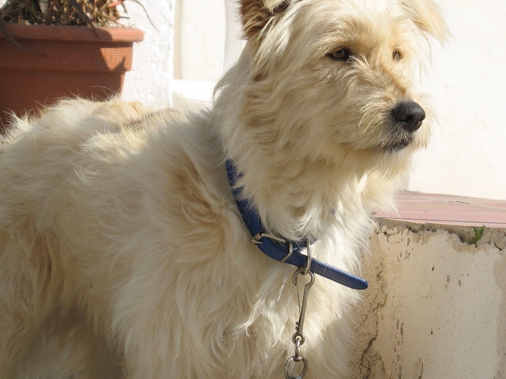 Basque Shepherd Dog with a medium-length coat