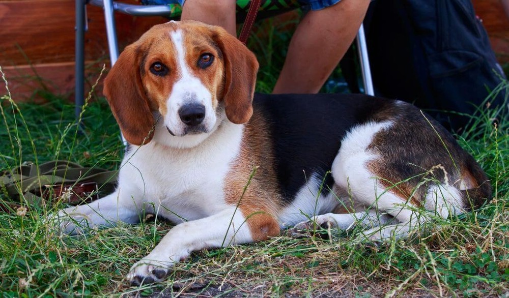 American Foxhound running on grass