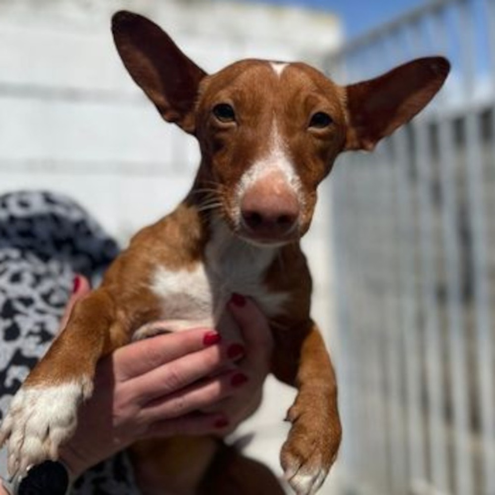 Maneto dog resting on the ground