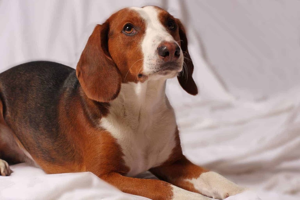 German hound head with long floppy ears