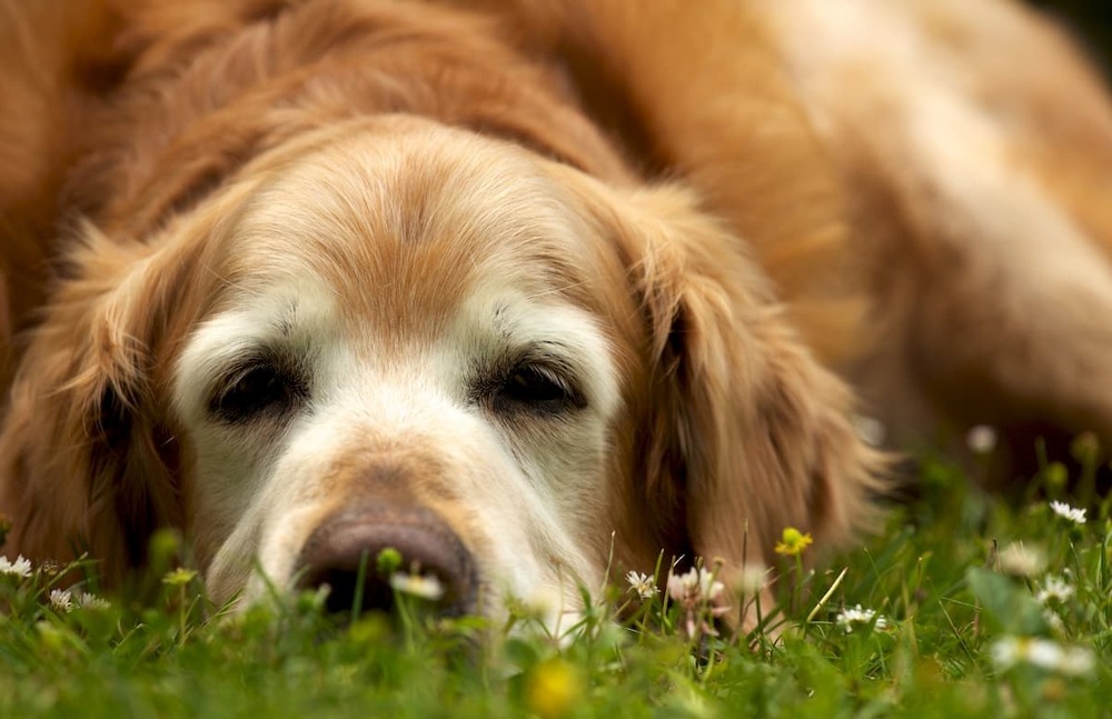 Dog resting calmly at home