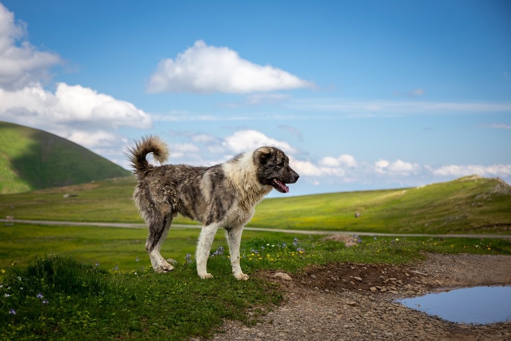 Large Caucasian Shepherd Dog close up