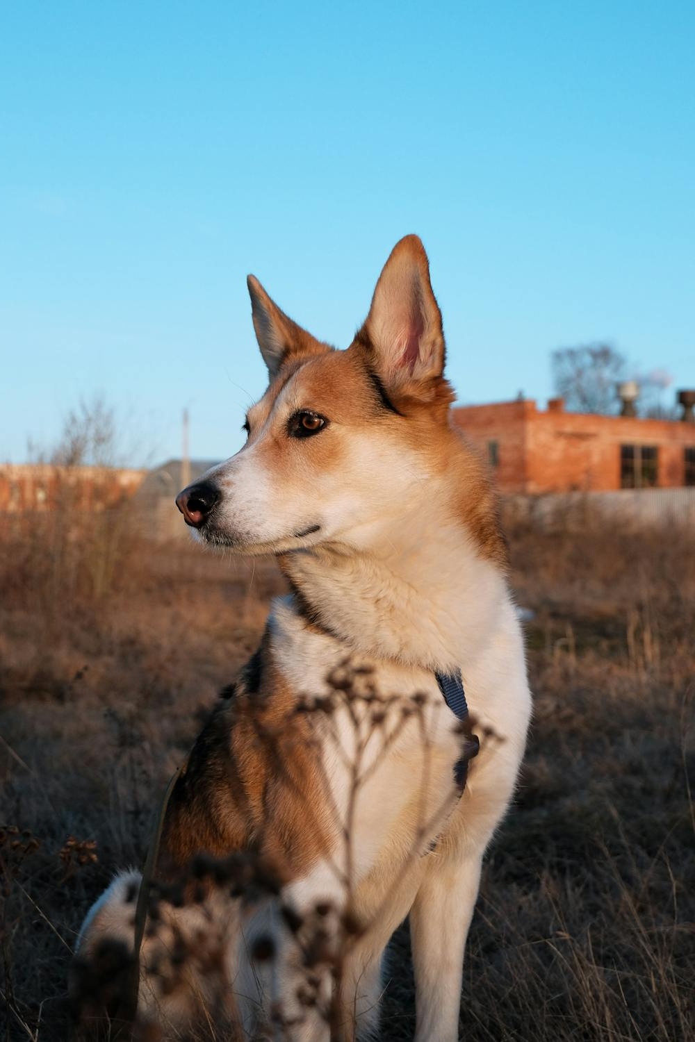 Telomian dog looking to the side