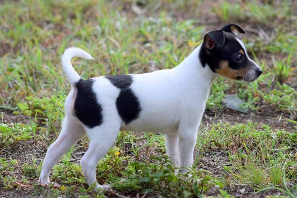 Miniature Fox Terrier looking alert