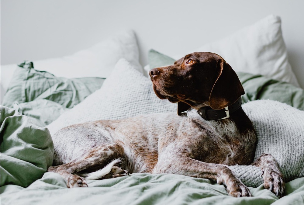 German Shorthaired Pointer sitting alert and attentive