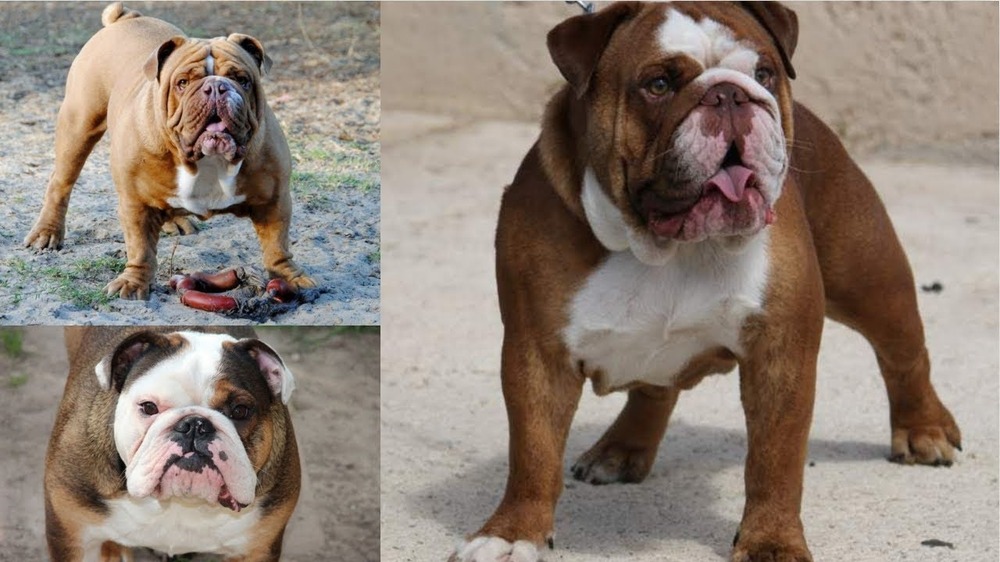 Australian Bulldog sitting on grass