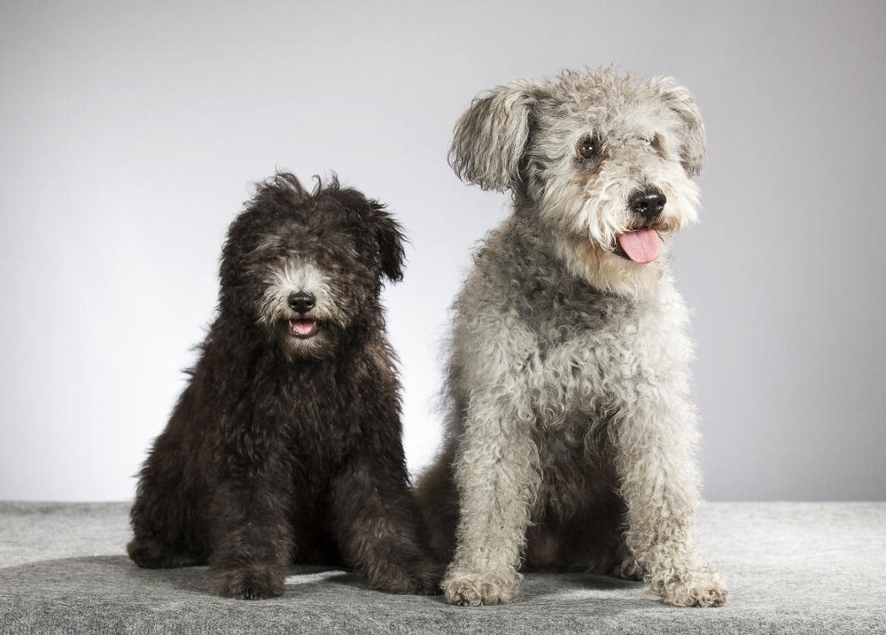 Hungarian Pumi standing outdoors with curly coat and semi-erect ears