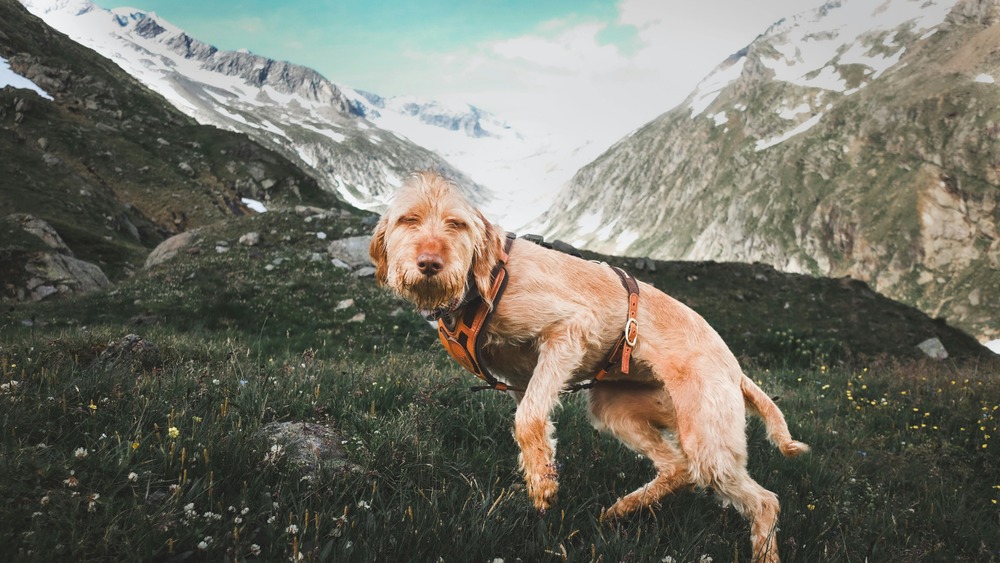 Segugio dell'Appennino standing outdoors
