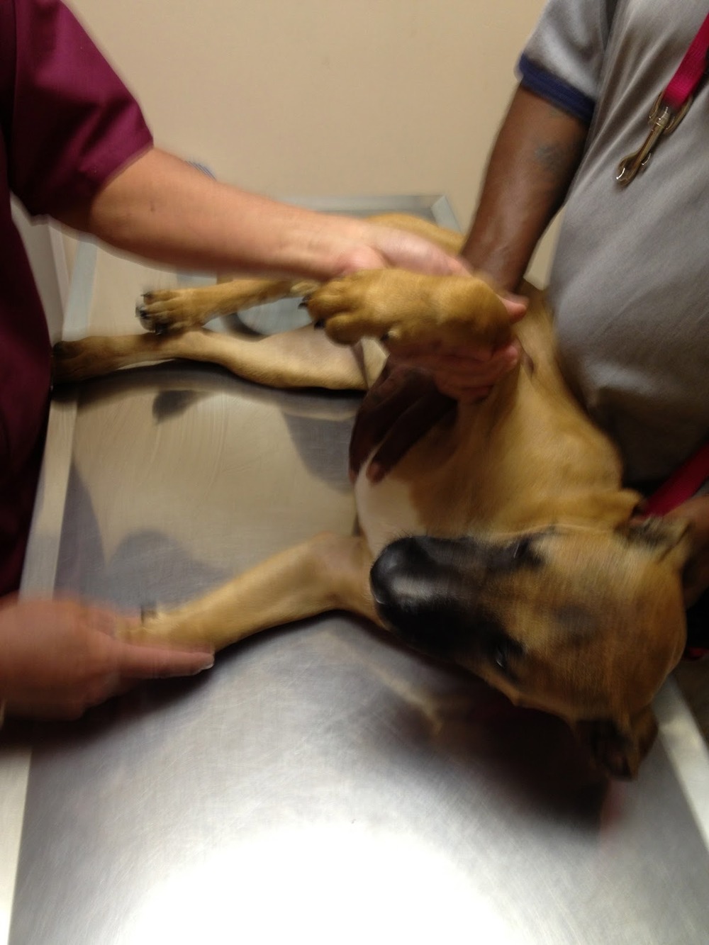 Close look at an Australian Cattle Dog face and eyes