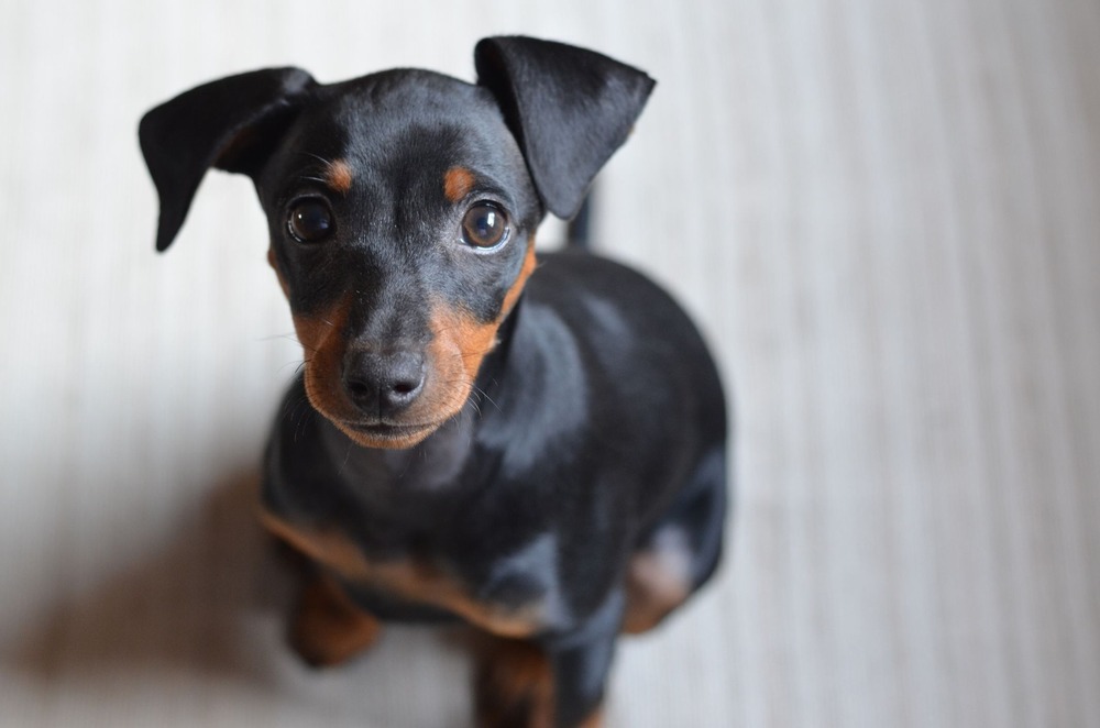 German Pinscher running in a grassy area