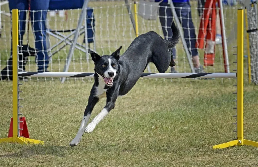 McNab Collie sitting calmly