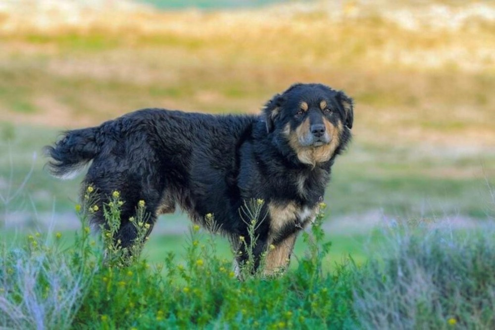 Can de Chira coat detail in daylight