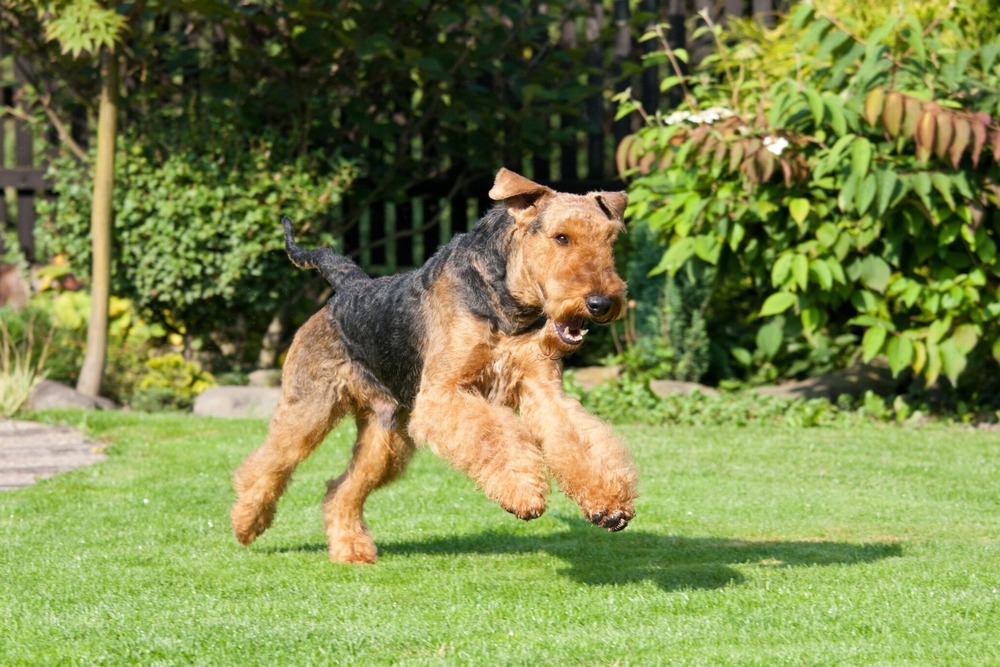 Airedale Terrier walking with alert posture
