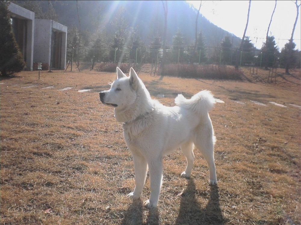 White double-coated dog in profile
